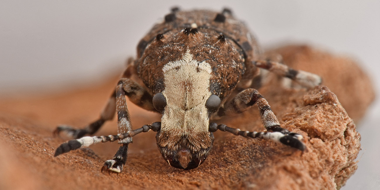 Anthribidae: Platystomos albinus?  S, femmina